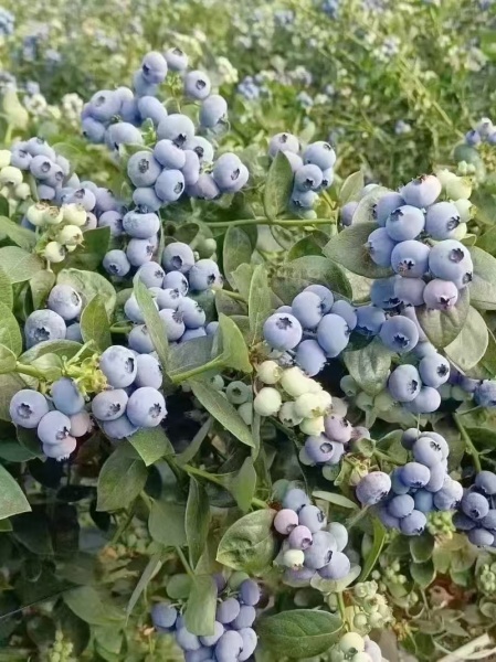 蓝莓种植基地