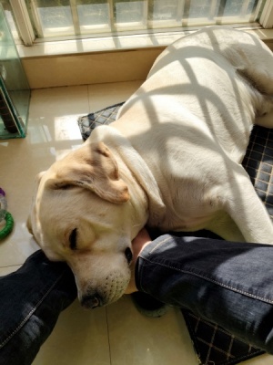 纯种拉布拉多犬寻求配种